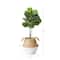 3ft. Artificial Fiddle Leaf Fig Tree With Handmade Cotton & Jute Woven Basket DIY Kit